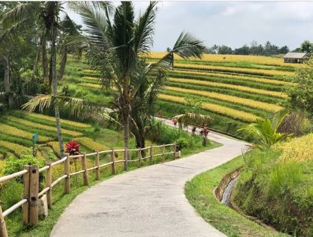 The UNESCO-listed Jatiluwih rice terraces