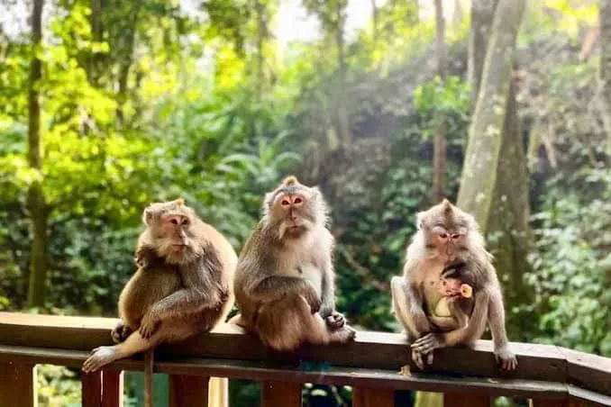 The Sacred Monkey Forest Sanctuary in Ubud